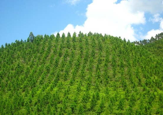 南宫电子游戏天然气散布式能源利用效能达70% 南宫电子游戏天然气散布式能源利用效能达70%